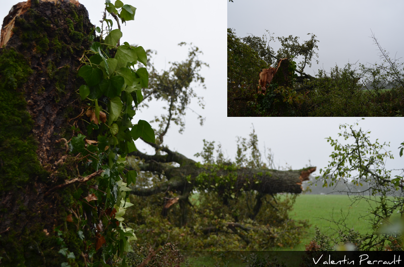 Premiers dégâts de la tornade - arbre brisé à la souche avec tronc projeté à 5 mètres