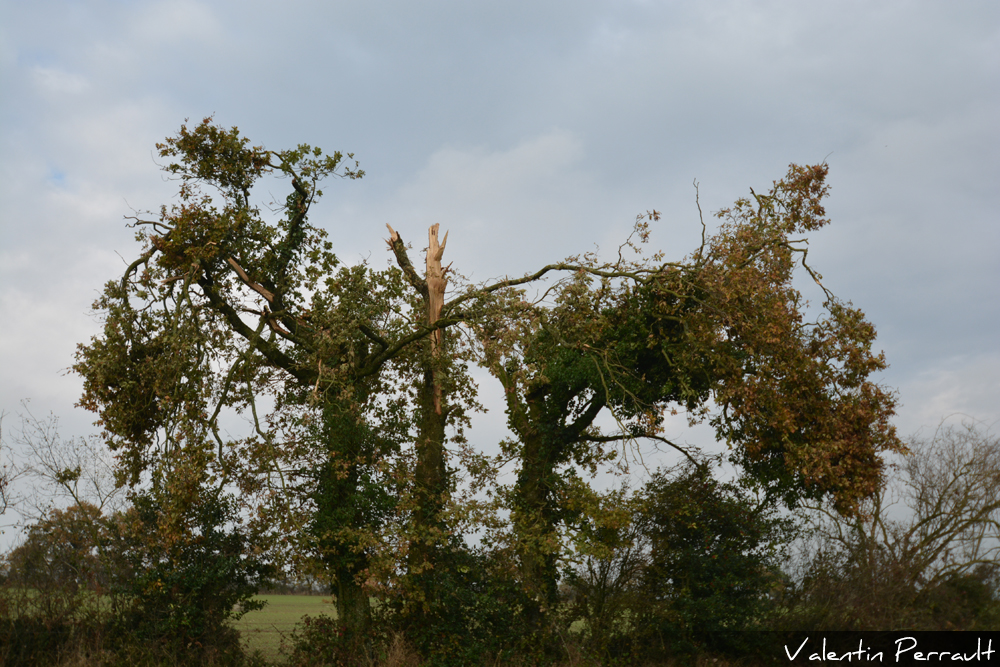 Chênes étêtés et branches projetées à plusieurs dizaines de mètres