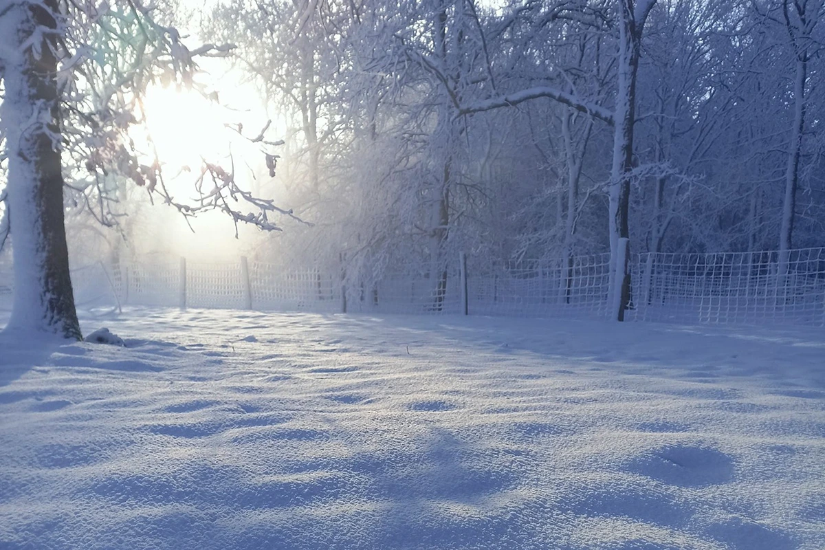 Beaufou © Clément Rouiller\'s