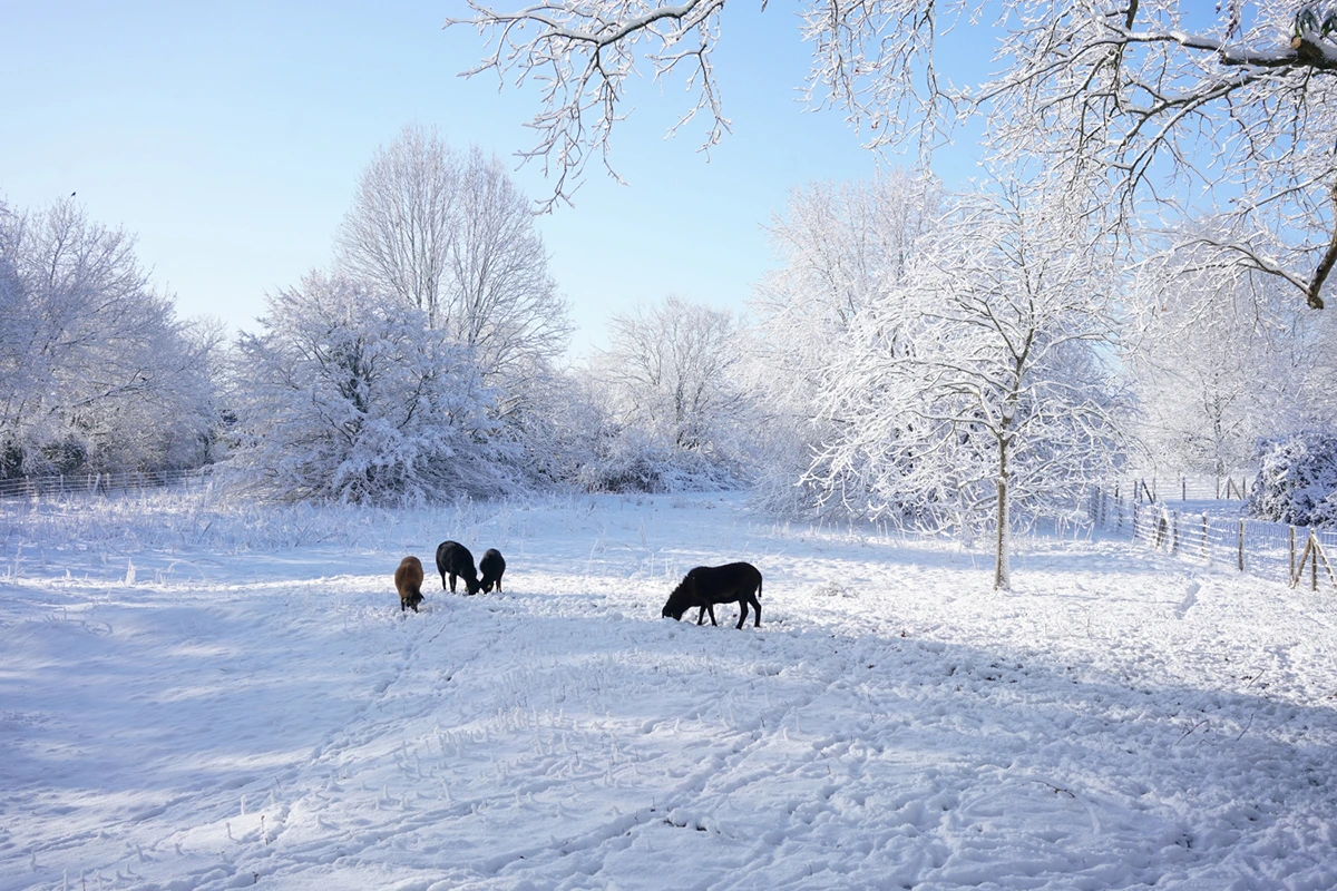 La Roche-sur-Yon © Michel Louvel