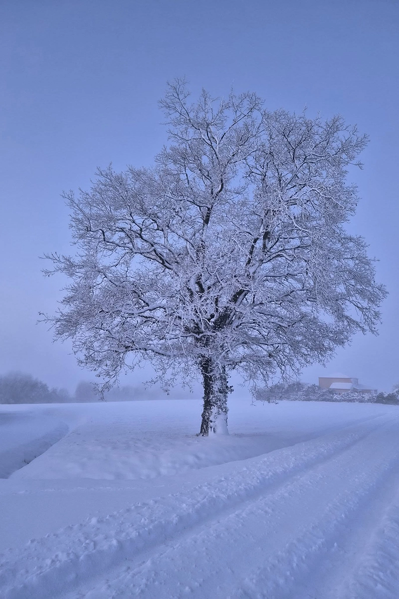 Saint-Fulgent © Bois Mar